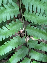 Diplazium taiwanense