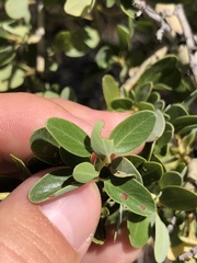 Ceanothus pendletonensis