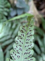 Diplazium taiwanense