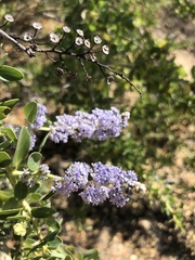 Ceanothus pendletonensis