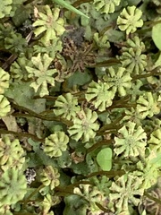Marchantia emarginata