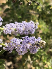 Ceanothus pendletonensis