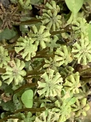 Marchantia emarginata