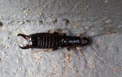 Gonolabis marginalis