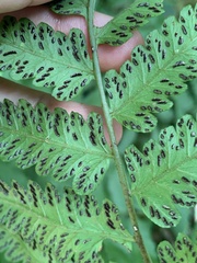 Diplazium taiwanense