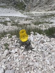 Papaver alpinum
