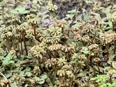 Marchantia emarginata