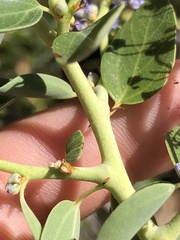 Ceanothus pendletonensis