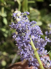 Ceanothus pendletonensis