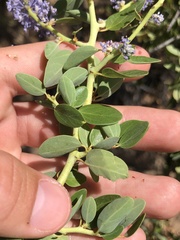 Ceanothus pendletonensis