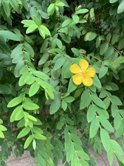 Hypericum formosanum