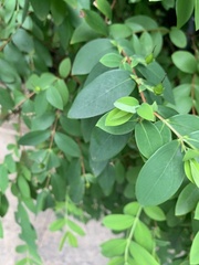 Hypericum formosanum