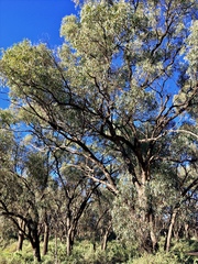 Eucalyptus largiflorens