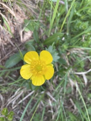 Ranunculus montanus
