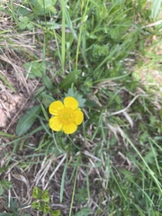 Ranunculus montanus