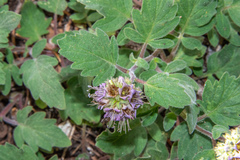 Phacelia hydrophylloides