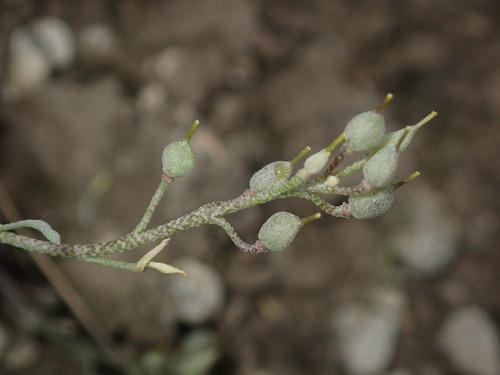 Physaria curvipes