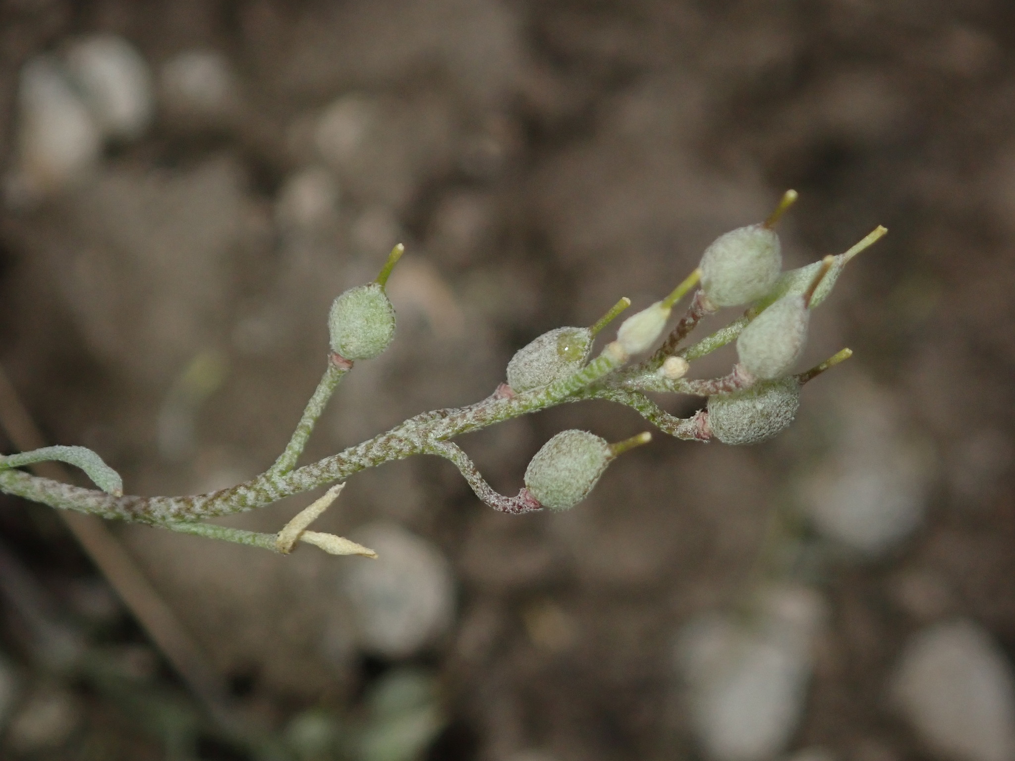 Physaria curvipes