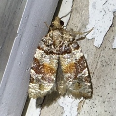 Argyrotaenia kimballi