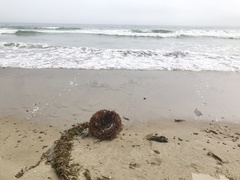 Macrocystis pyrifera