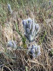 Chloropyron molle molle