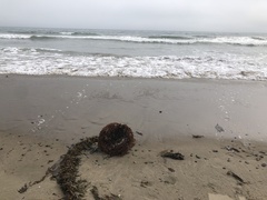 Macrocystis pyrifera