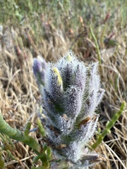 Chloropyron molle molle