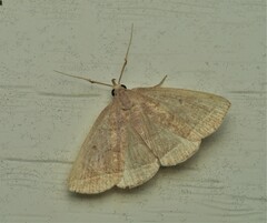 Zanclognatha obscuripennis