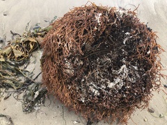 Macrocystis pyrifera