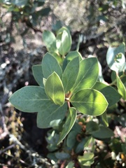 Arctostaphylos rainbowensis