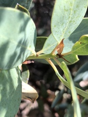 Arctostaphylos rainbowensis