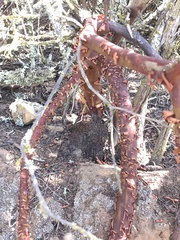 Arctostaphylos rainbowensis