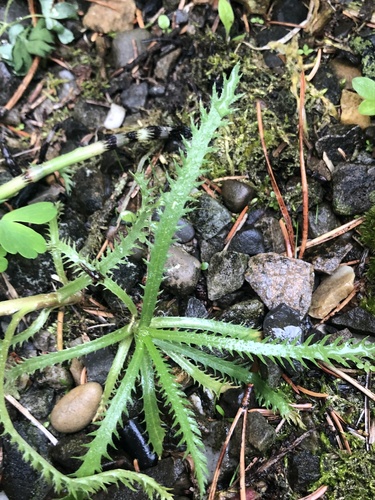 Achillea alpina iNat (1)