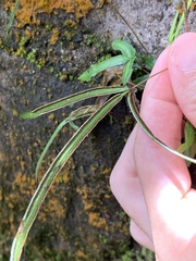 Pteris ryukyuensis