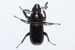 Platycerus depressus