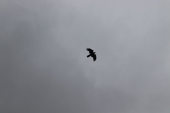 Corvus corax sinuatus