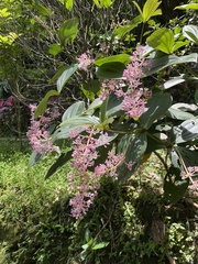 Medinilla speciosa