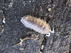 Armadilloniscus lindahli