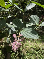 Medinilla speciosa