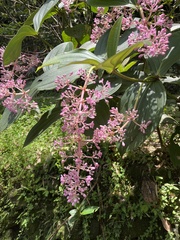 Medinilla speciosa