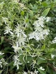 Clematis chinensis tatushanensis