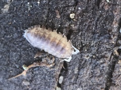 Armadilloniscus lindahli