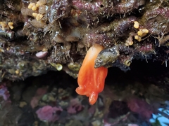 Halocynthia aurantium