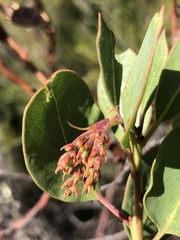 Arctostaphylos rainbowensis