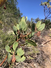 Arctostaphylos rainbowensis