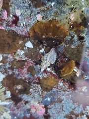 Paciocinebrina interfossa