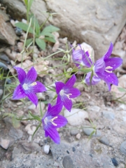 Campanula ramosissima