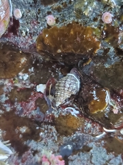 Paciocinebrina interfossa