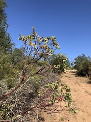 Arctostaphylos rainbowensis