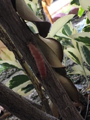 Litoprosopus coachella